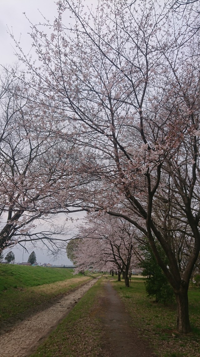 いるま川/やなせ川//花見です