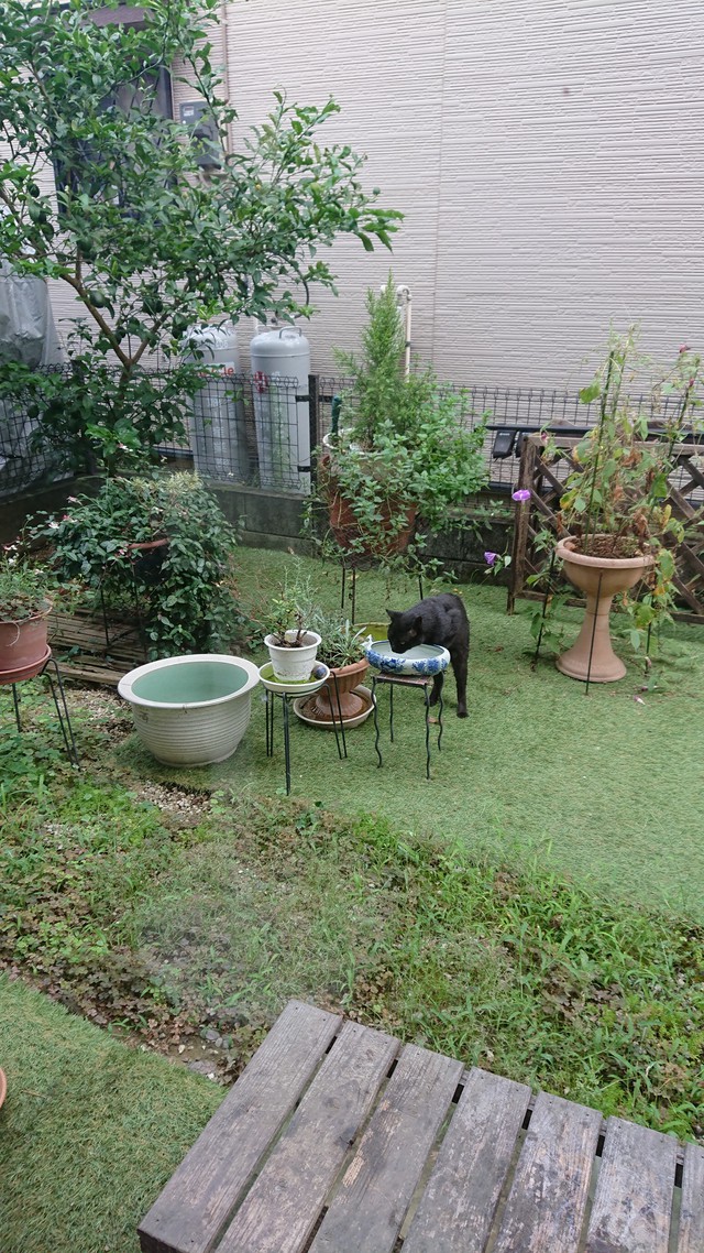 8/24 撮り比べてみました。