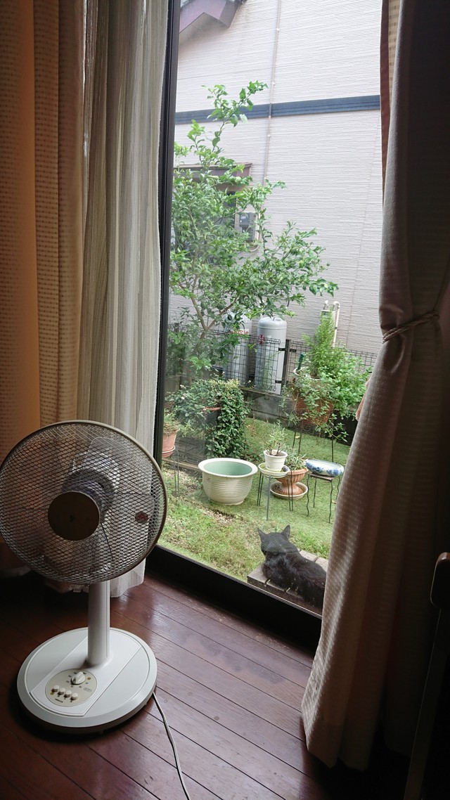8/23 綿の花しべ開く[72候]