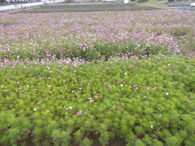 11/30 霜月晦日の秋桜