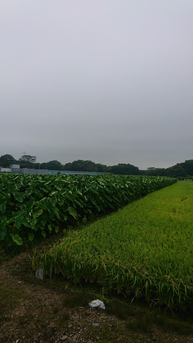 8/23 綿の花しべ開く[72候]