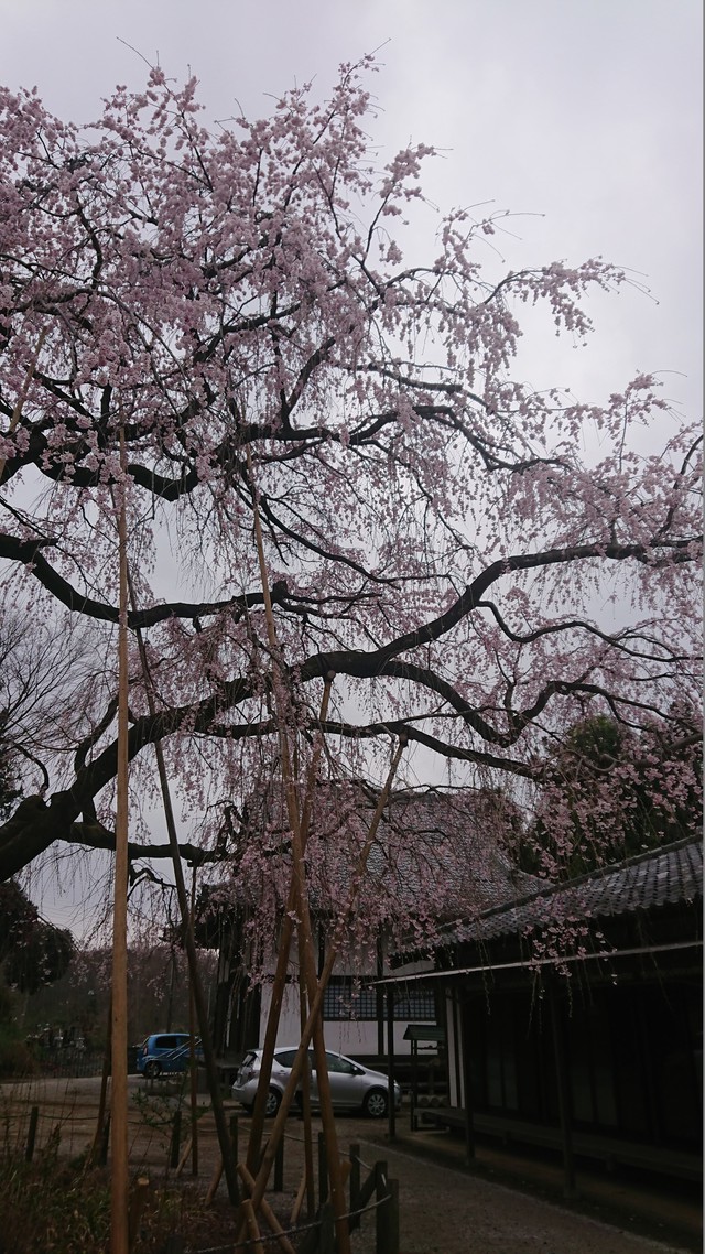 3/20 春分の日
