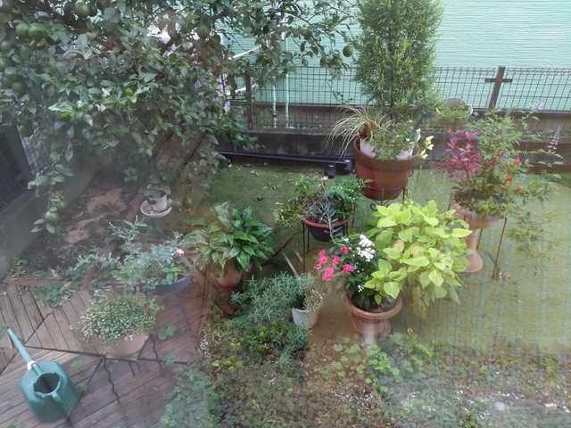 10/15 菊花開く[72候]