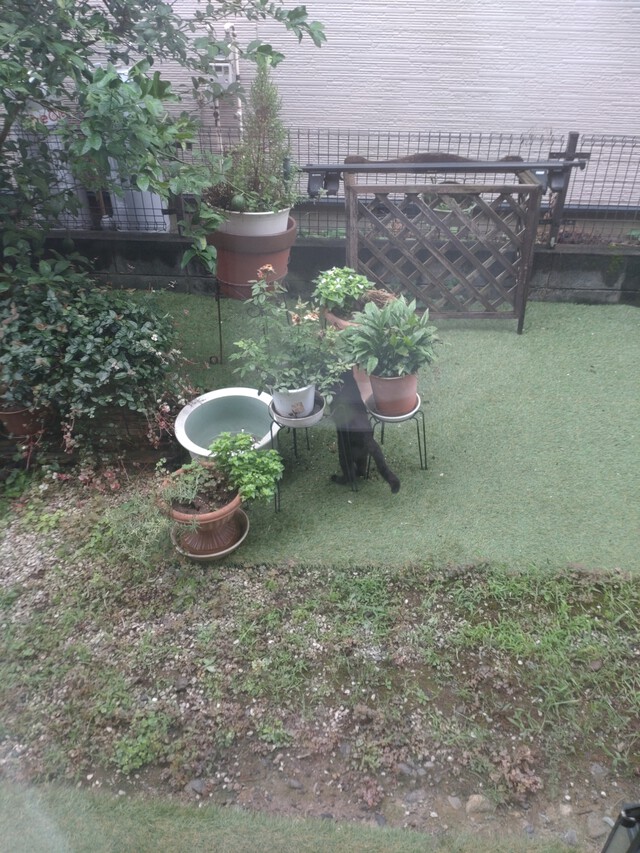 8/21 雨の日曜日