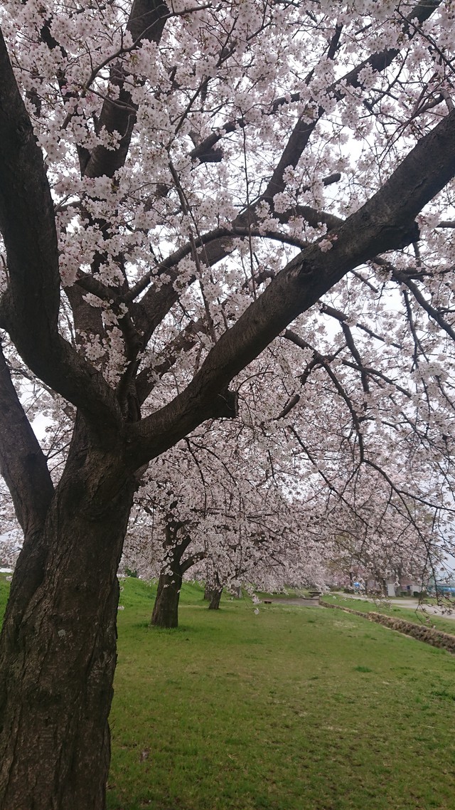 いるま川/やなせ川//花見です