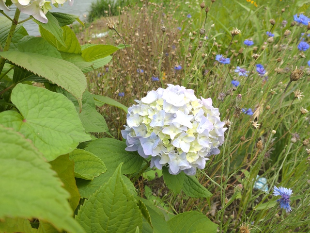 6/11 川見/いるま川