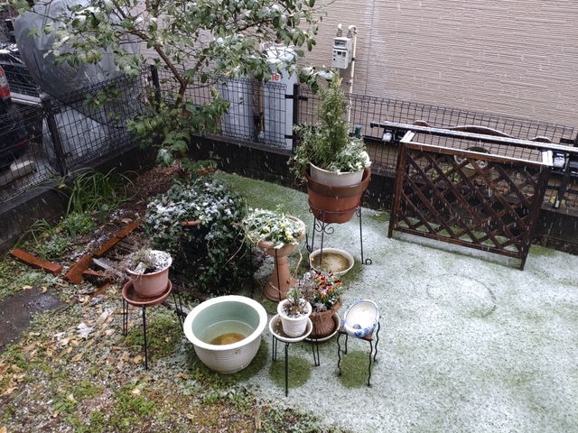 3/22 なごり雪が・・ ♪