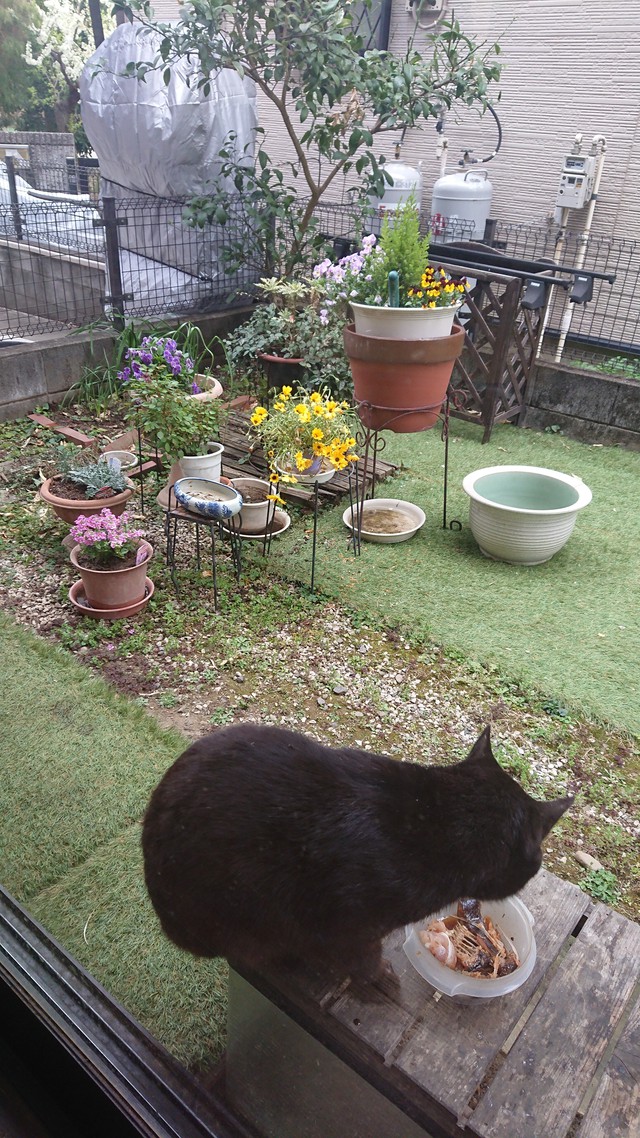 いるま川/やなせ川//花見です