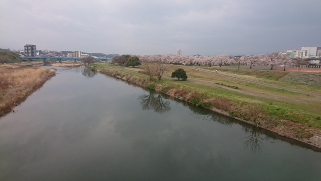 いるま川/やなせ川//花見です