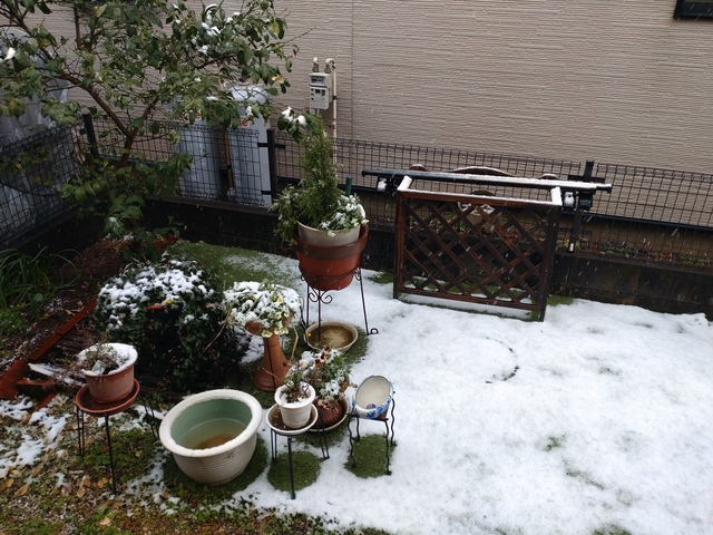 3/22 なごり雪が・・ ♪