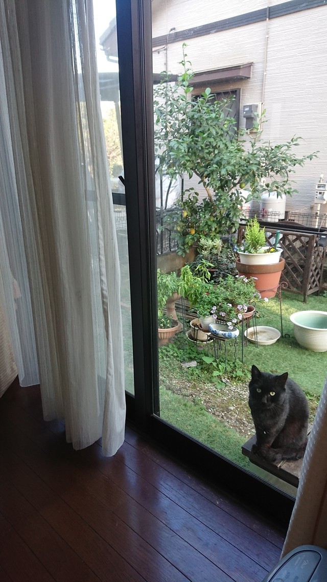 11/26 朝霧にむせぶ