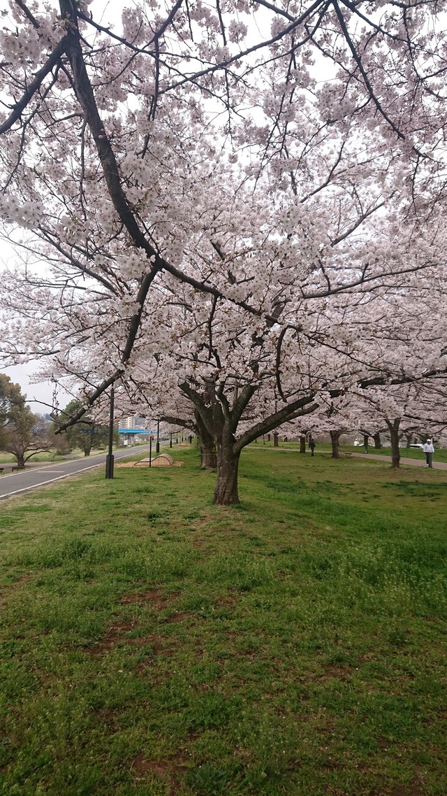 いるま川/やなせ川//花見です