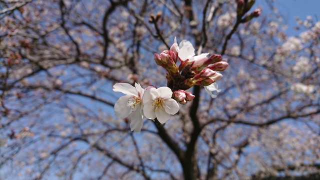 3/26 桜始めて開く[72候]