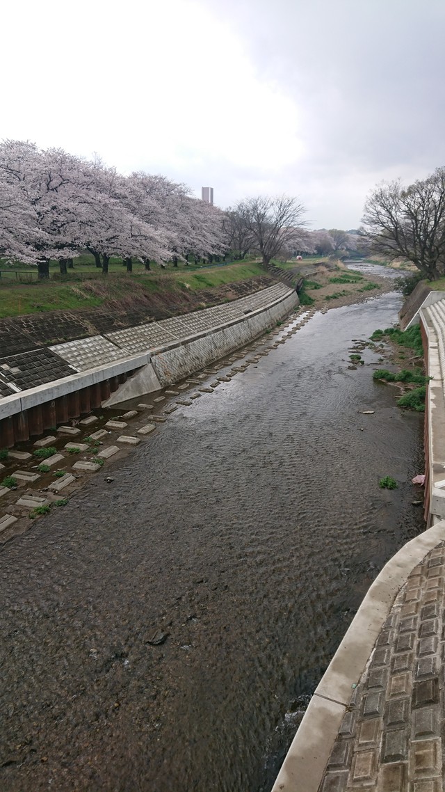 いるま川/やなせ川//花見です