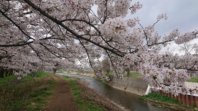 いるま川/やなせ川//花見です