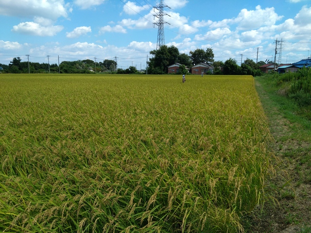 9/13 この風景は・・、秋なのに・・