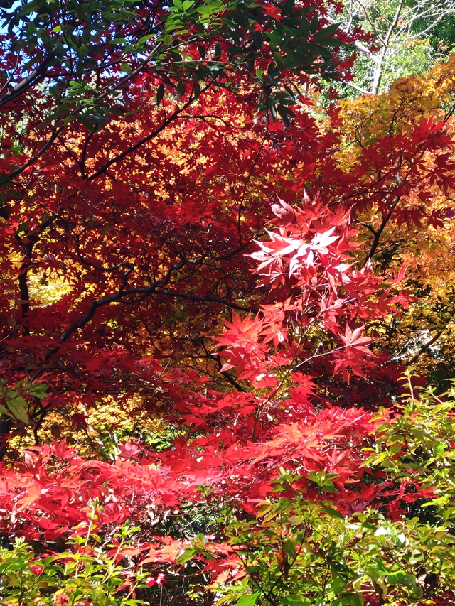 11/27 カブde天覧山