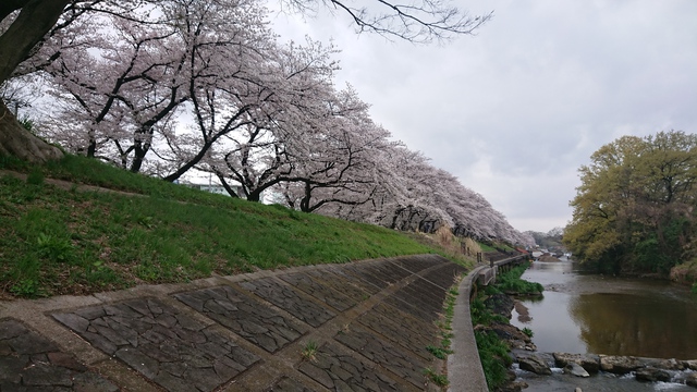 いるま川/やなせ川//花見です