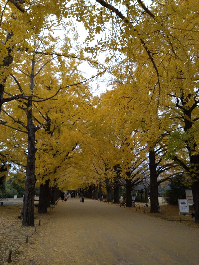 11/26 チャリde昭和記念公園