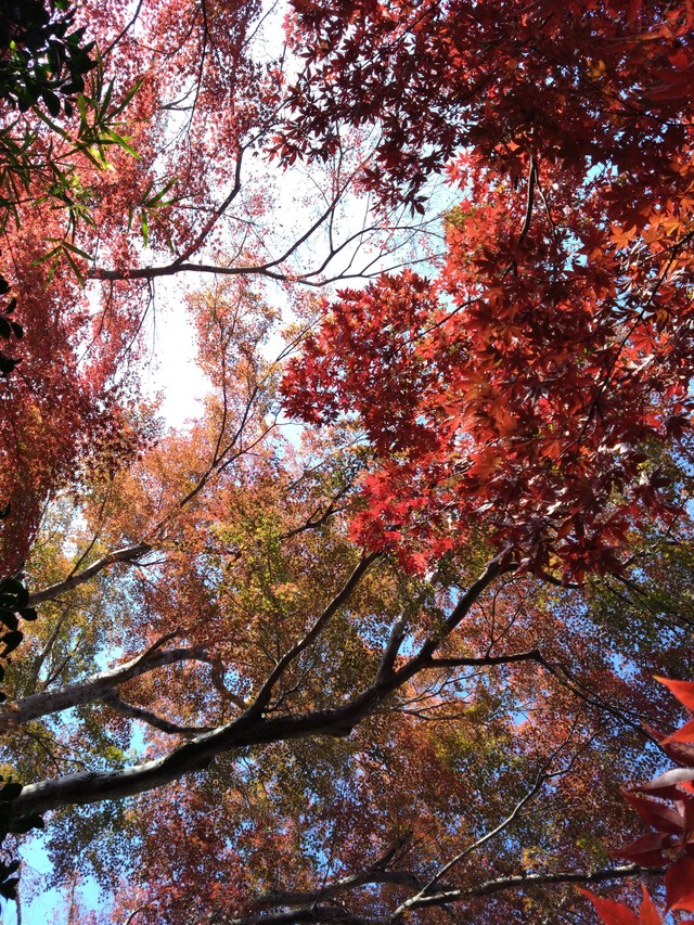 11/27 カブde天覧山