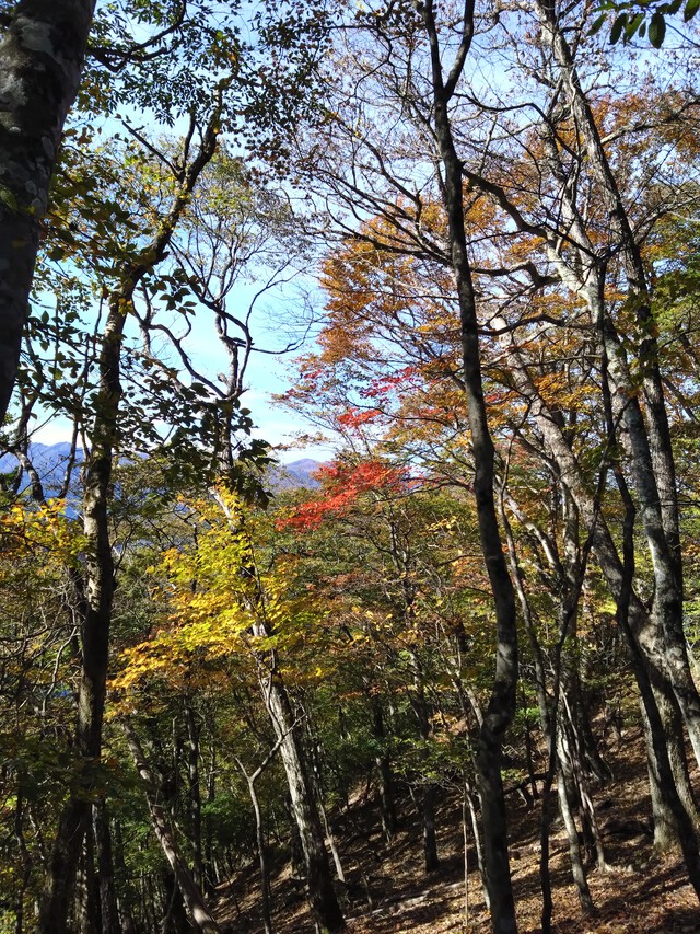 10/31 カブde大持山