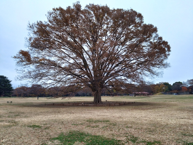 11/26 チャリde昭和記念公園