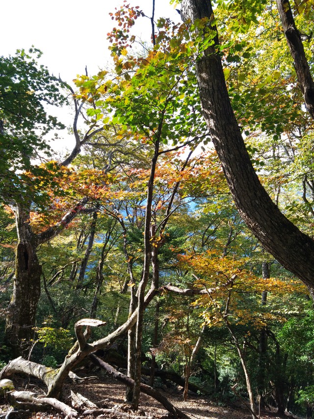 10/31 カブde大持山