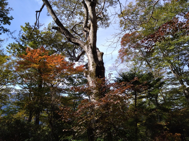 10/31 カブde大持山