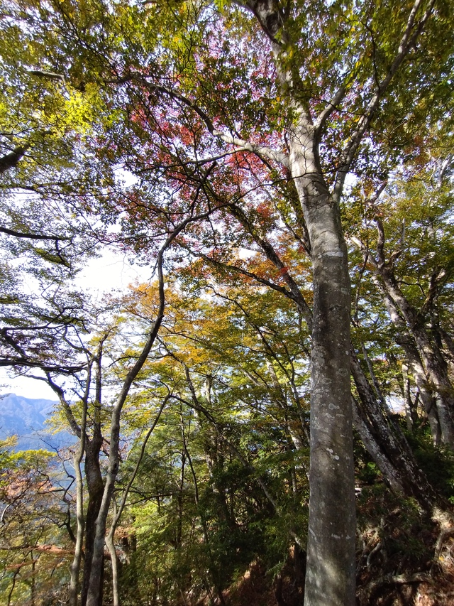 10/31 カブde大持山
