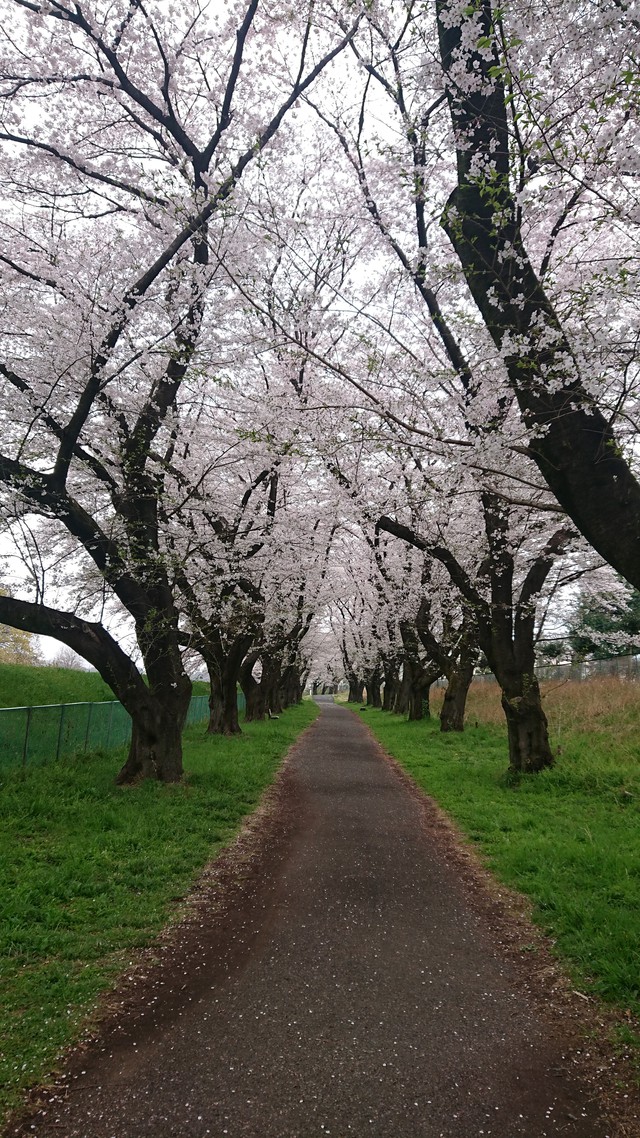 いるま川/やなせ川//花見です