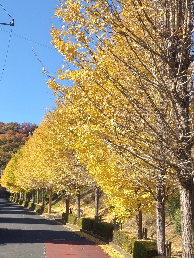 11/27 カブde天覧山