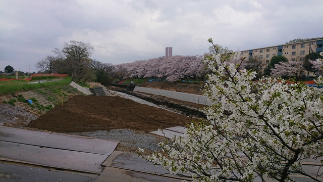 いるま川/やなせ川//花見です