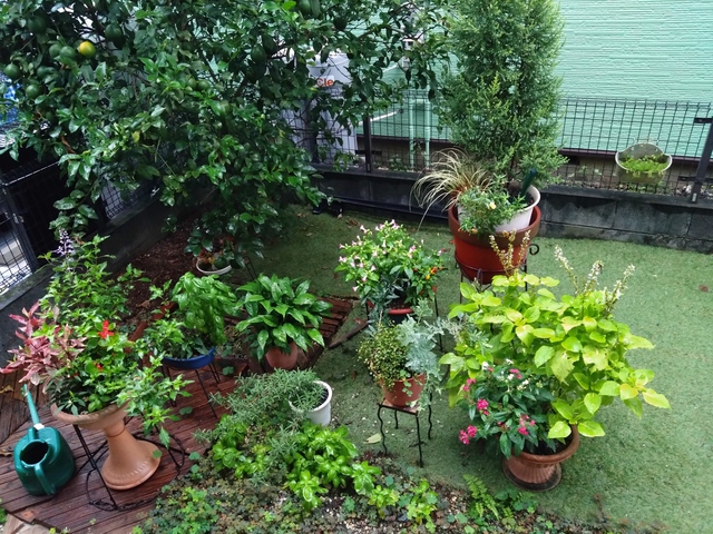 9/29 彼岸過ぎて一斉に咲き出す曼殊沙華