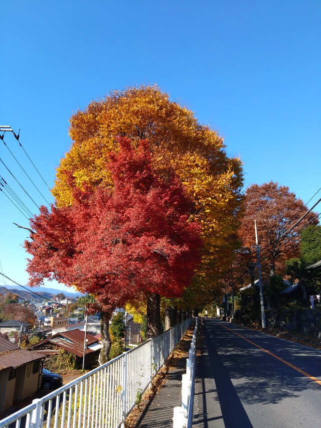 11/27 カブde天覧山