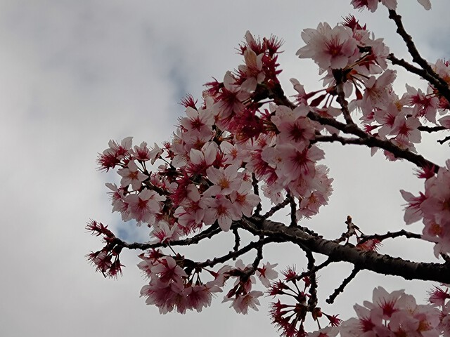 3/20 お中日