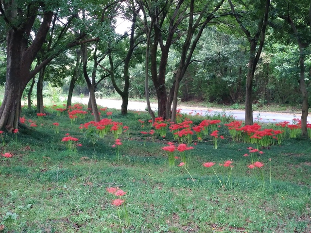 9/29 彼岸過ぎて一斉に咲き出す曼殊沙華