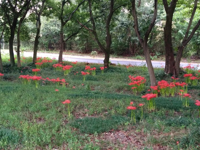 9/29 彼岸過ぎて一斉に咲き出す曼殊沙華