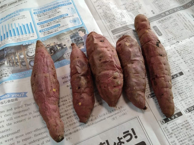 11/17 やまべ釣り連続９日目