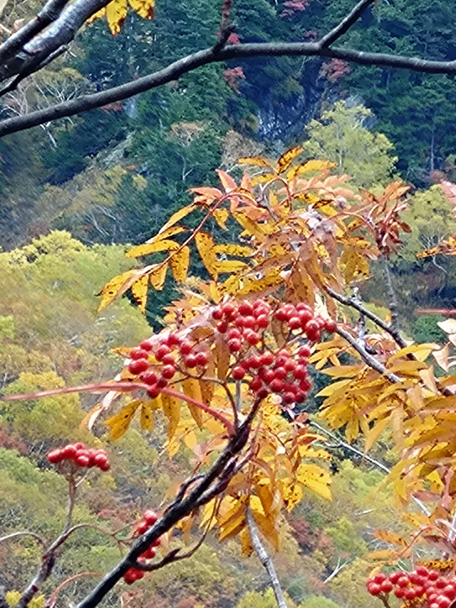 10/16-17 涸沢カールde紅葉堪能