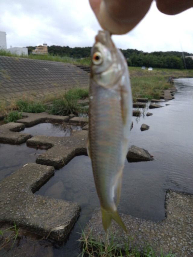 10/6 いるま川deやまべ釣り