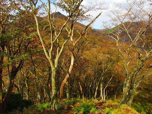 紅葉の竜ヶ岳⇒静ヶ岳を歩いてきました（その4）