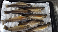 岩魚の甘露煮 2024/06/25 17:15:08
