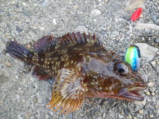 久しぶりに根魚を