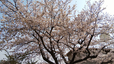 特等席・・・ 2019/04/07 15:07:41