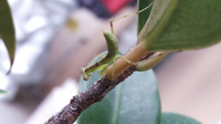 今朝のカマさん