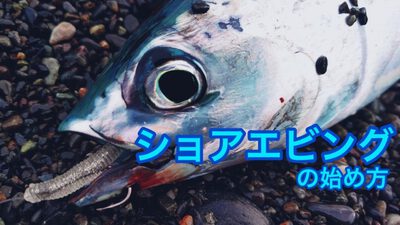 アオダイ×金洲の高級魚×金洲バチコン2023.9.2