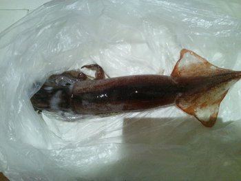げんぢほたるでタチ釣れます！