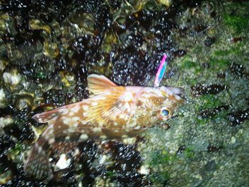 メバルが釣れん！