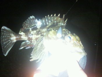 メバルが釣れん！