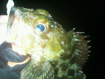 メバルが釣れん！